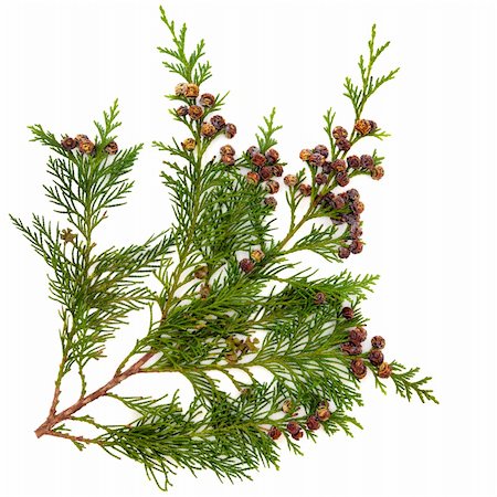 Cedarleaf (Thuja) Pure Floral Absolutes